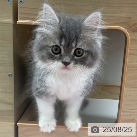 スコティッシュフォールドの写真