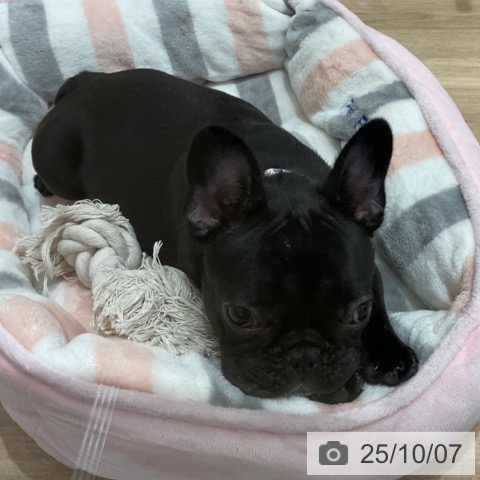 フレンチ・ブルドッグの写真