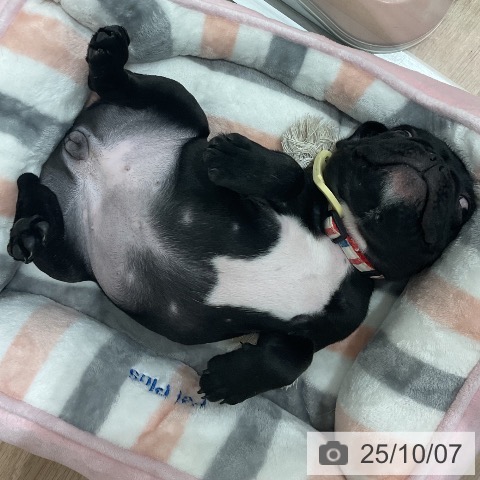 フレンチ・ブルドッグの写真