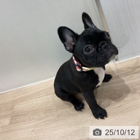 フレンチ・ブルドッグの写真