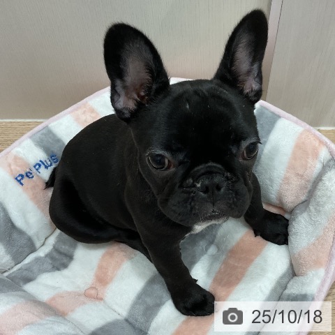 フレンチ・ブルドッグの写真