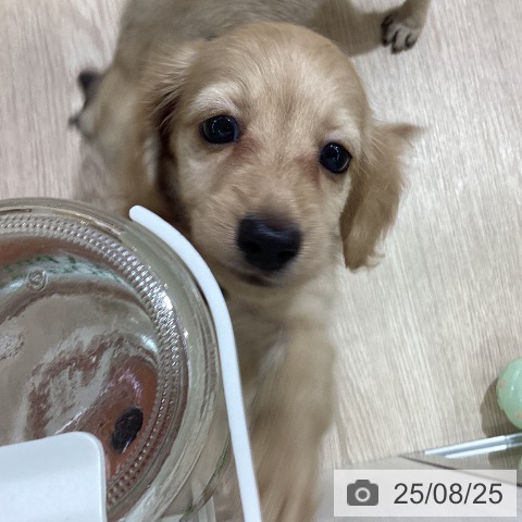 ミニチュア・ダックスフンドの写真