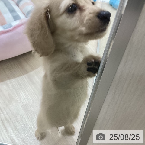 ミニチュア・ダックスフンドの写真