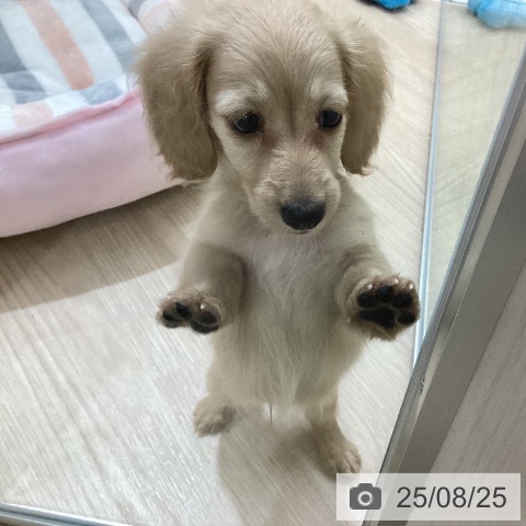 ミニチュア・ダックスフンドの写真