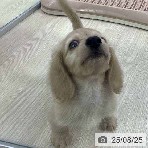 ミニチュア・ダックスフンドの写真