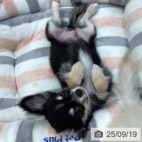チワワの写真