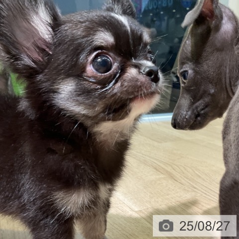 チワワの写真