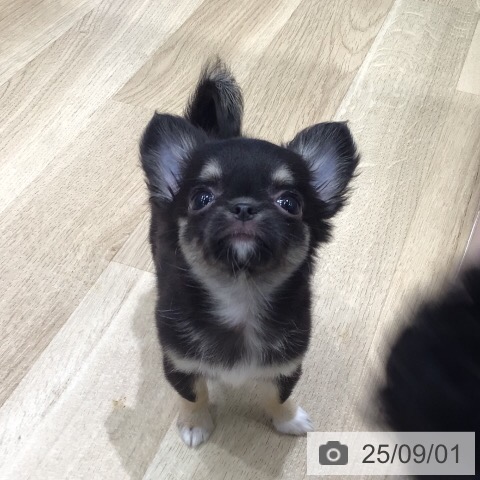 チワワの写真