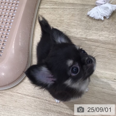 チワワの写真