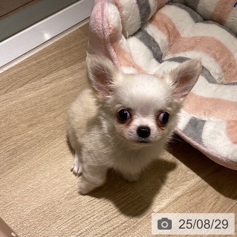 チワワの写真