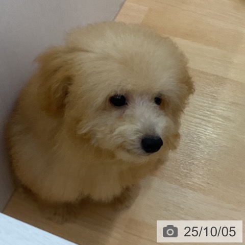 トイ・プードルの写真