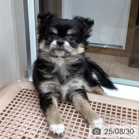 チワワの写真