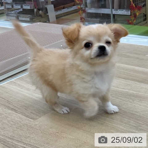 チワワの写真