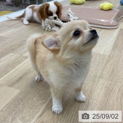 チワワの写真