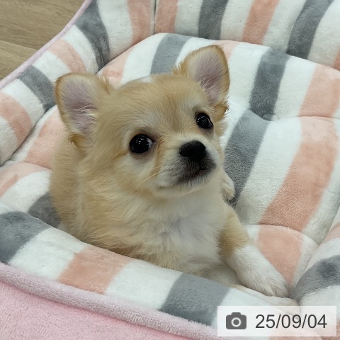 チワワの写真