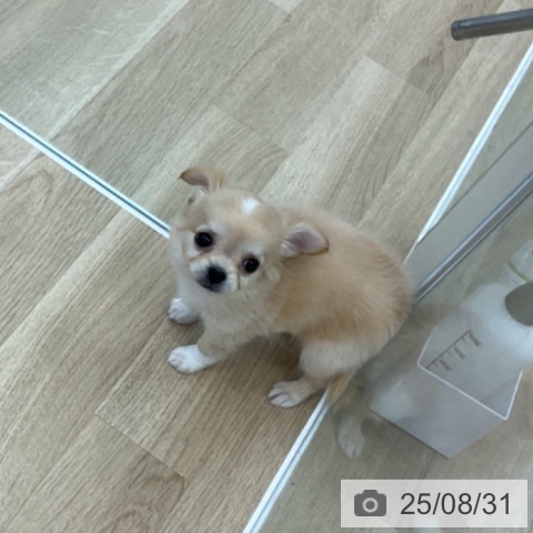 チワワの写真