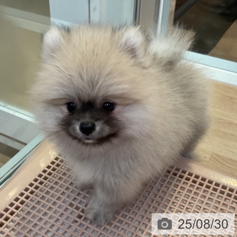ポメラニアンの写真
