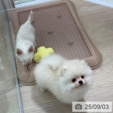 ポメラニアンの写真