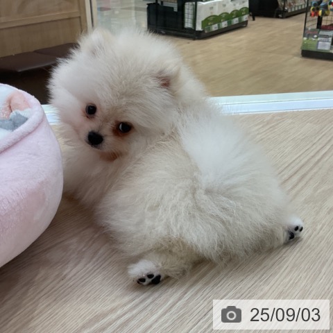 ポメラニアンの写真