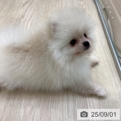 ポメラニアンの写真