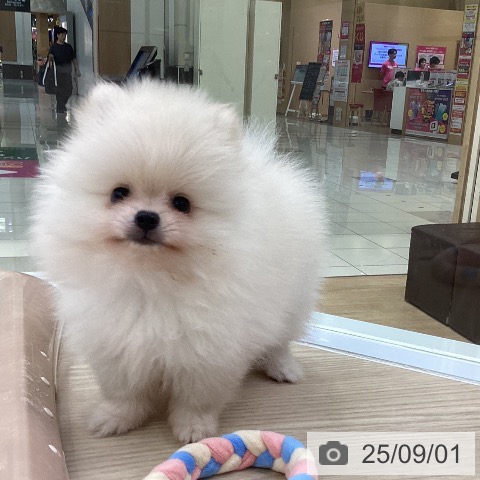 ポメラニアンの写真