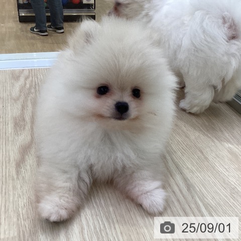 ポメラニアンの写真