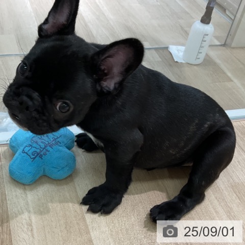 フレンチ・ブルドッグの写真