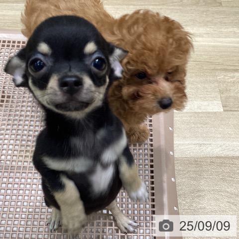 チワワの写真