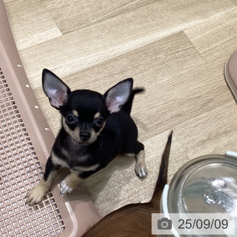 チワワの写真