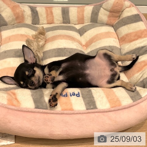 チワワの写真