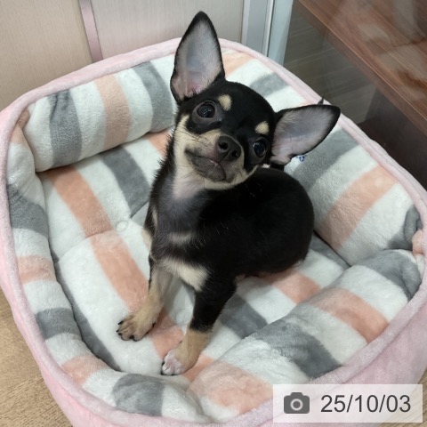 チワワの写真