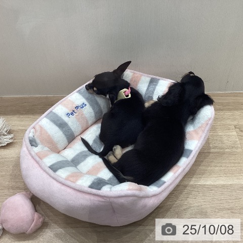 チワワの写真