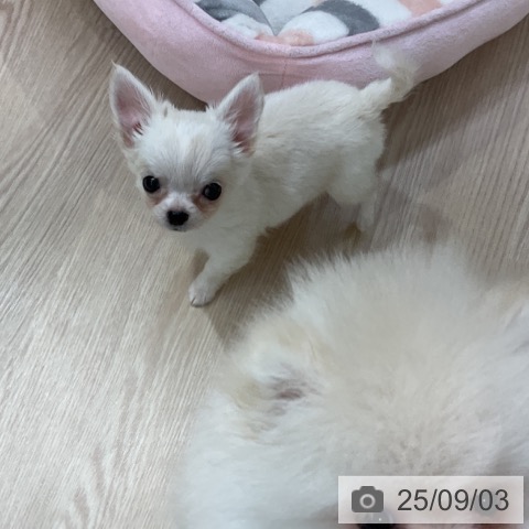 チワワの写真