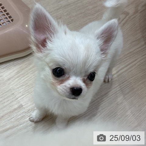 チワワの写真