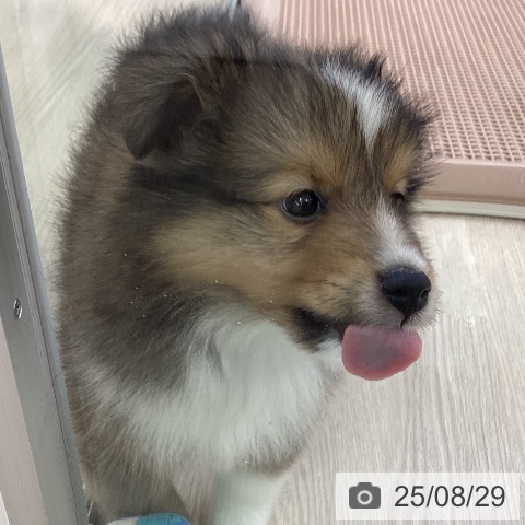シェットランド・シープドッグの写真