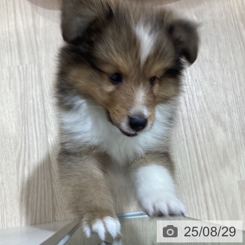 シェットランド・シープドッグの写真