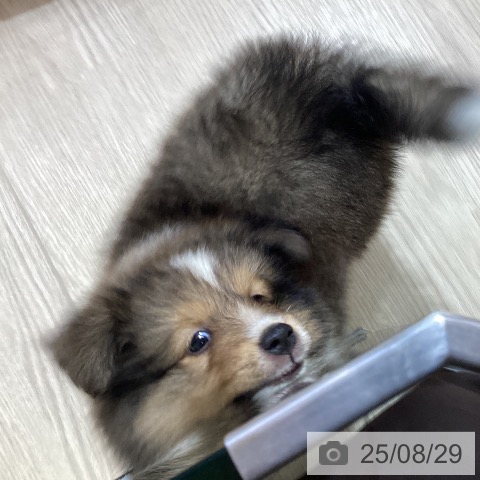 シェットランド・シープドッグの写真