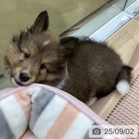 シェットランド・シープドッグの写真