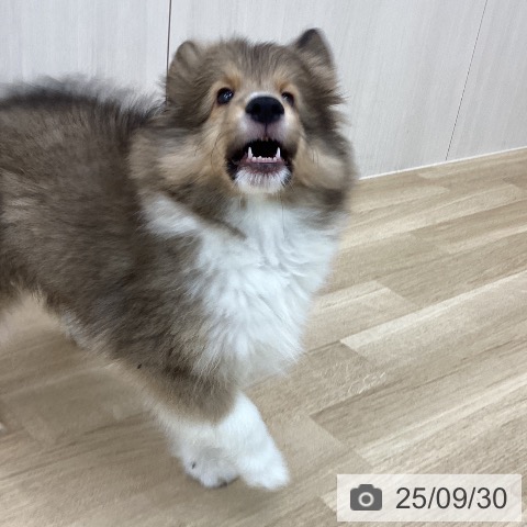 シェットランド・シープドッグの写真