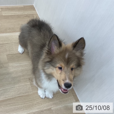 シェットランド・シープドッグの写真