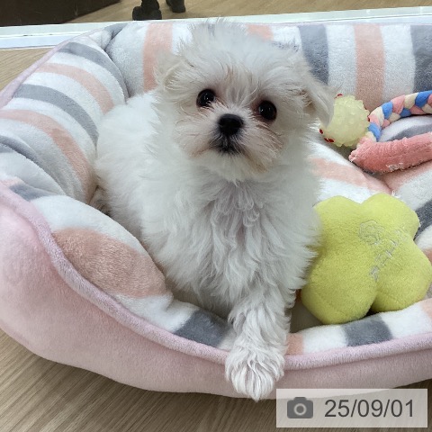 マルチーズの写真