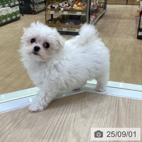 マルチーズの写真