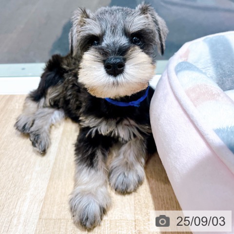 ミニチュア・シュナウザーの写真