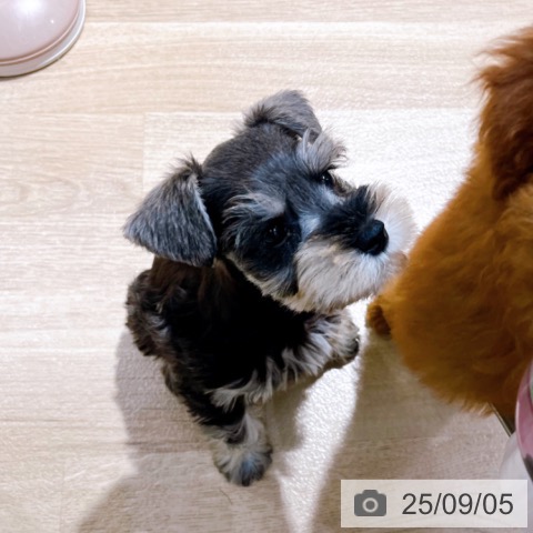 ミニチュア・シュナウザーの写真