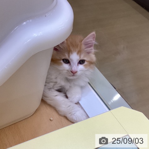 ラガマフィンの写真