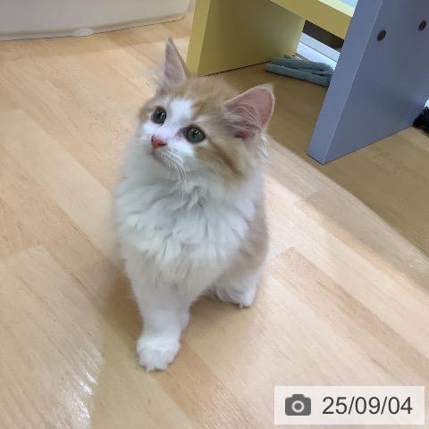 ラガマフィンの写真