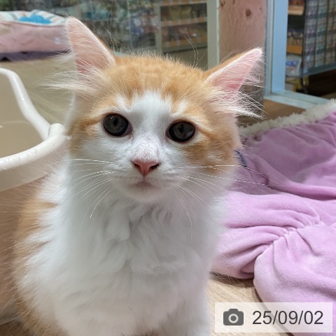ラガマフィンの写真