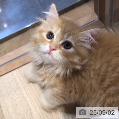ラガマフィンの写真