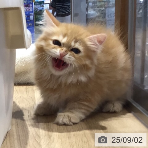 ラガマフィンの写真