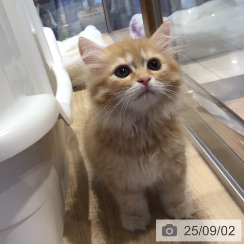 ラガマフィンの写真